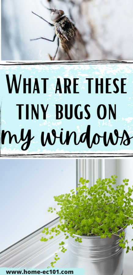 images Tiny Black Bugs On Window Sill That Jump home ec 101