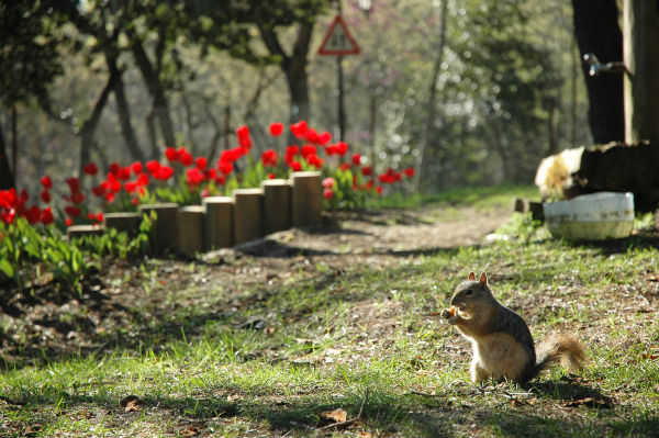 Landscape View Of Yildiz Park A Big Park In Besiktas Istanbul Turkey Editorial Image Image Of Park Sunny 132856470