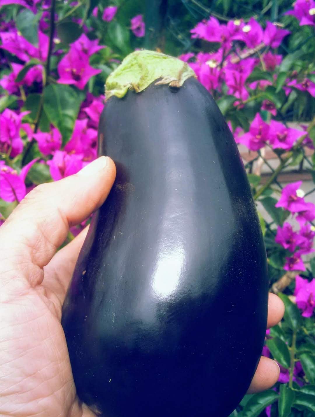 berenjena