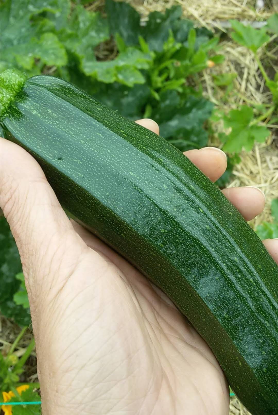 calabacin