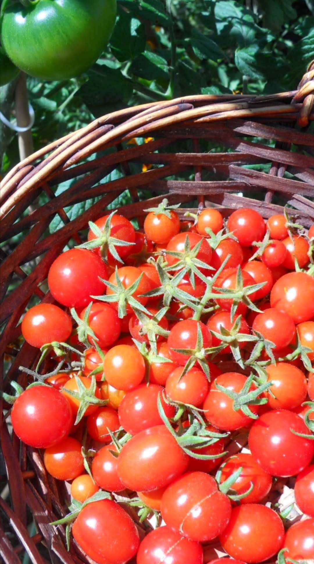 cherrys