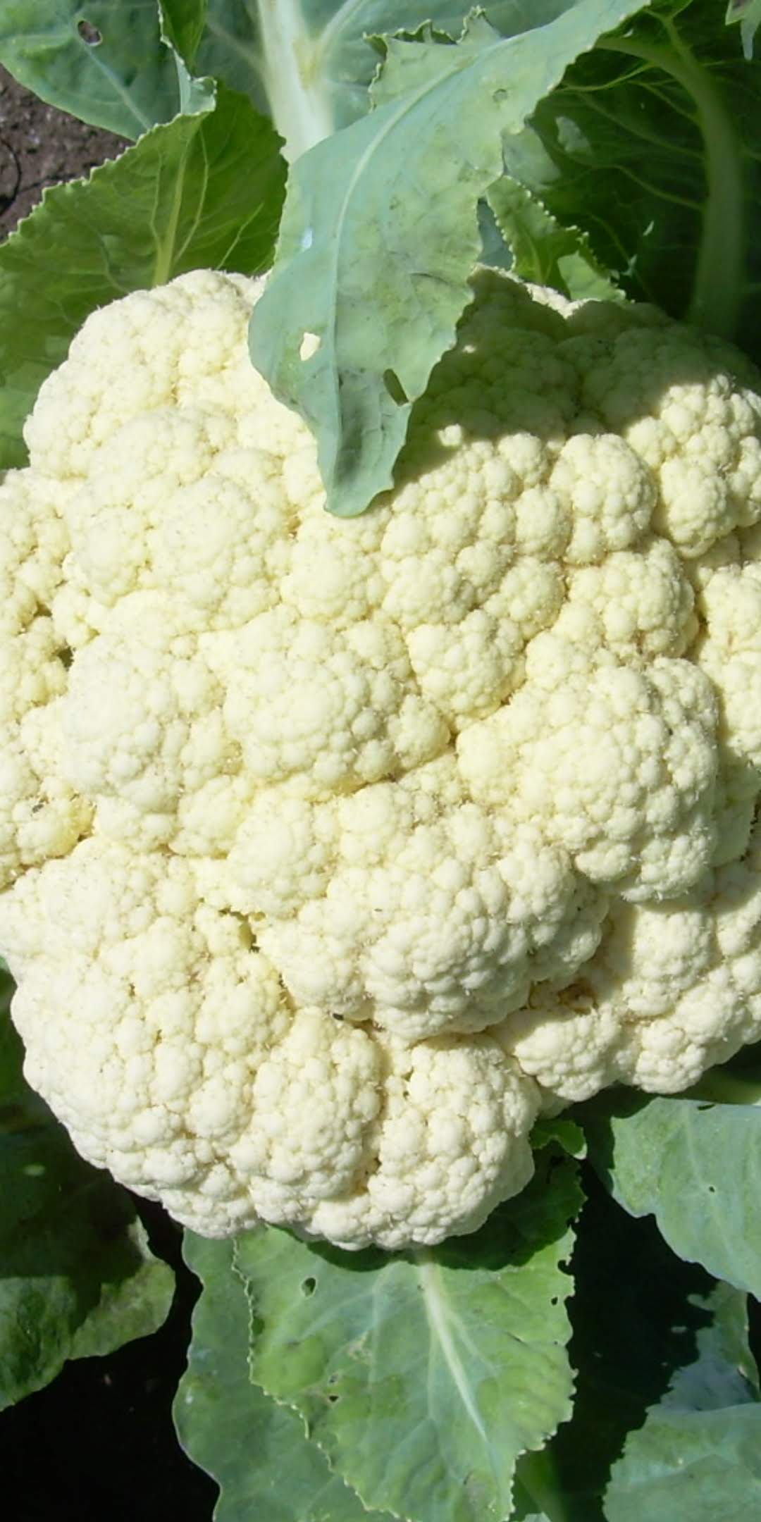 coliflor