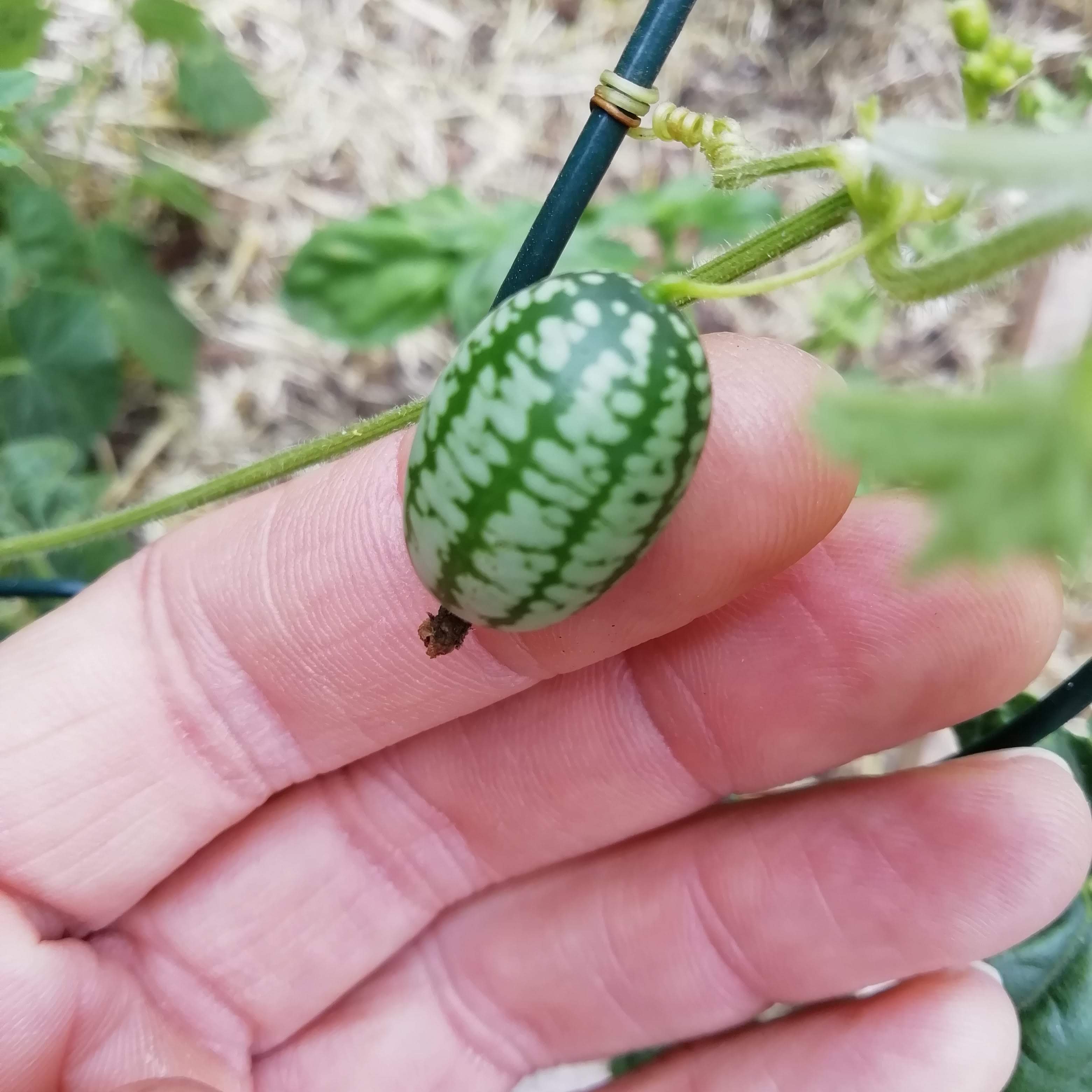 cucamelon