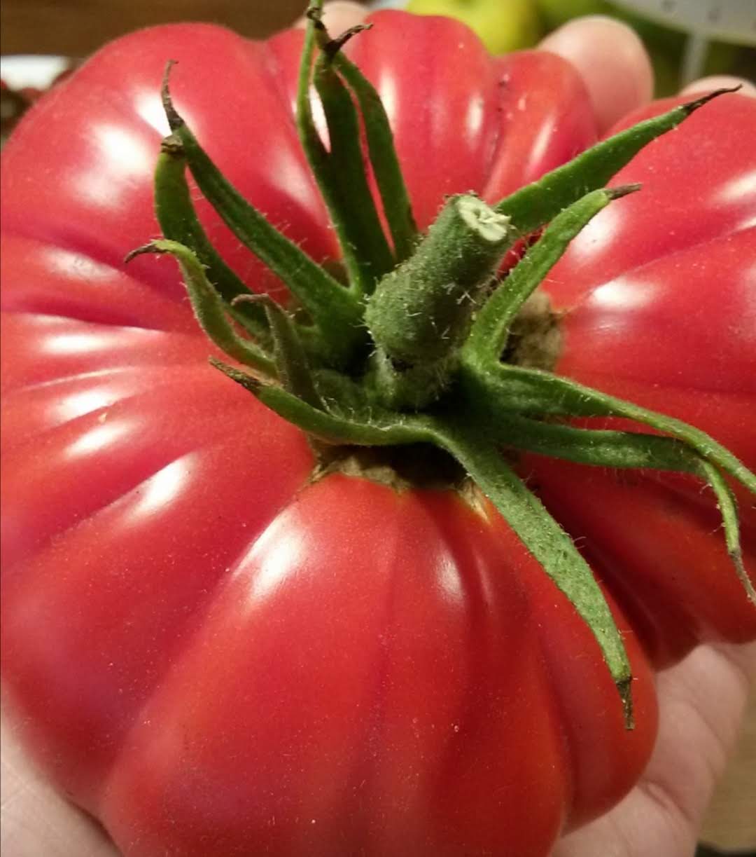 tomate_rosa