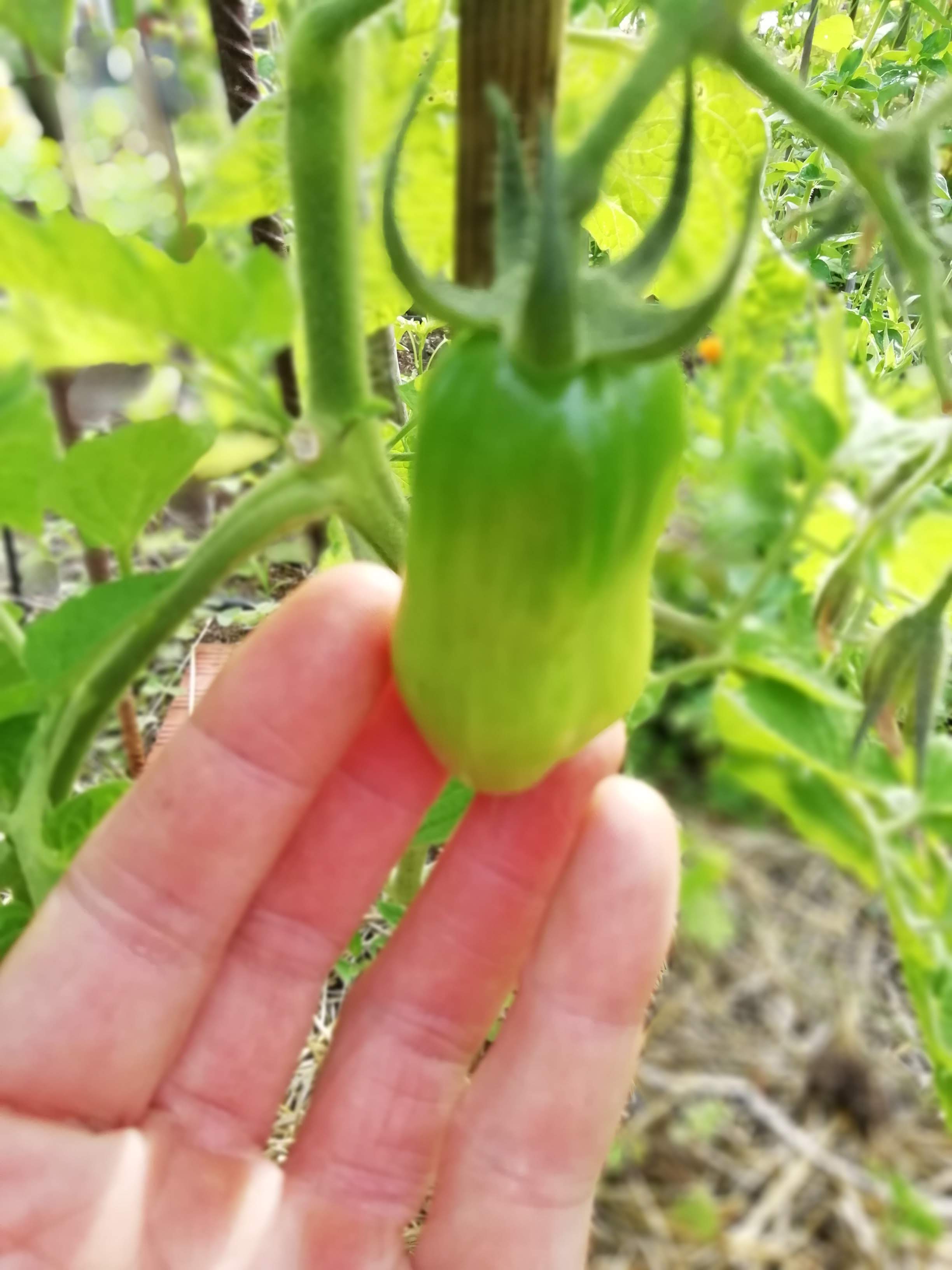 Tomates_San_Marzano (2)