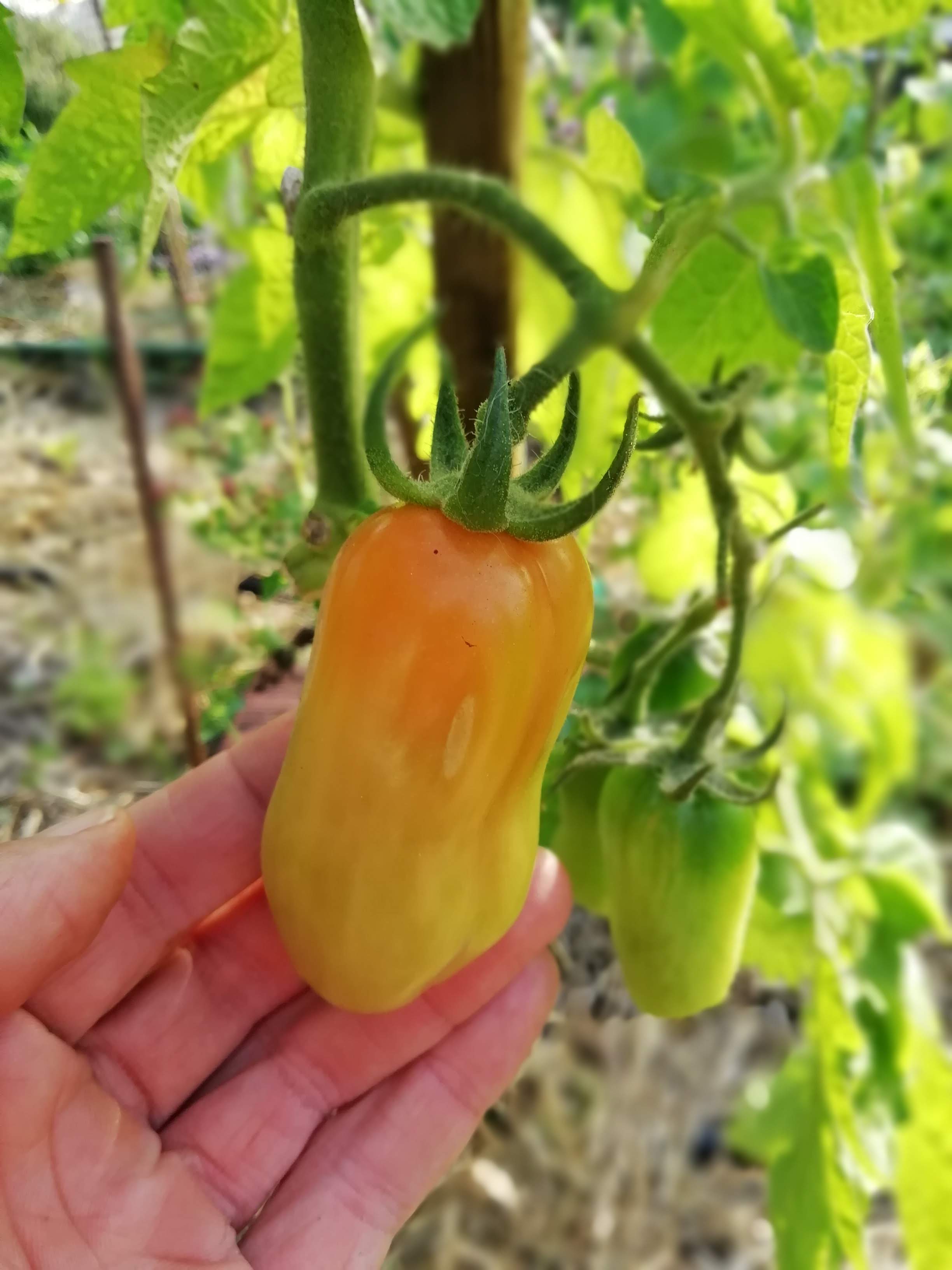 Tomates_San_Marzano (3)