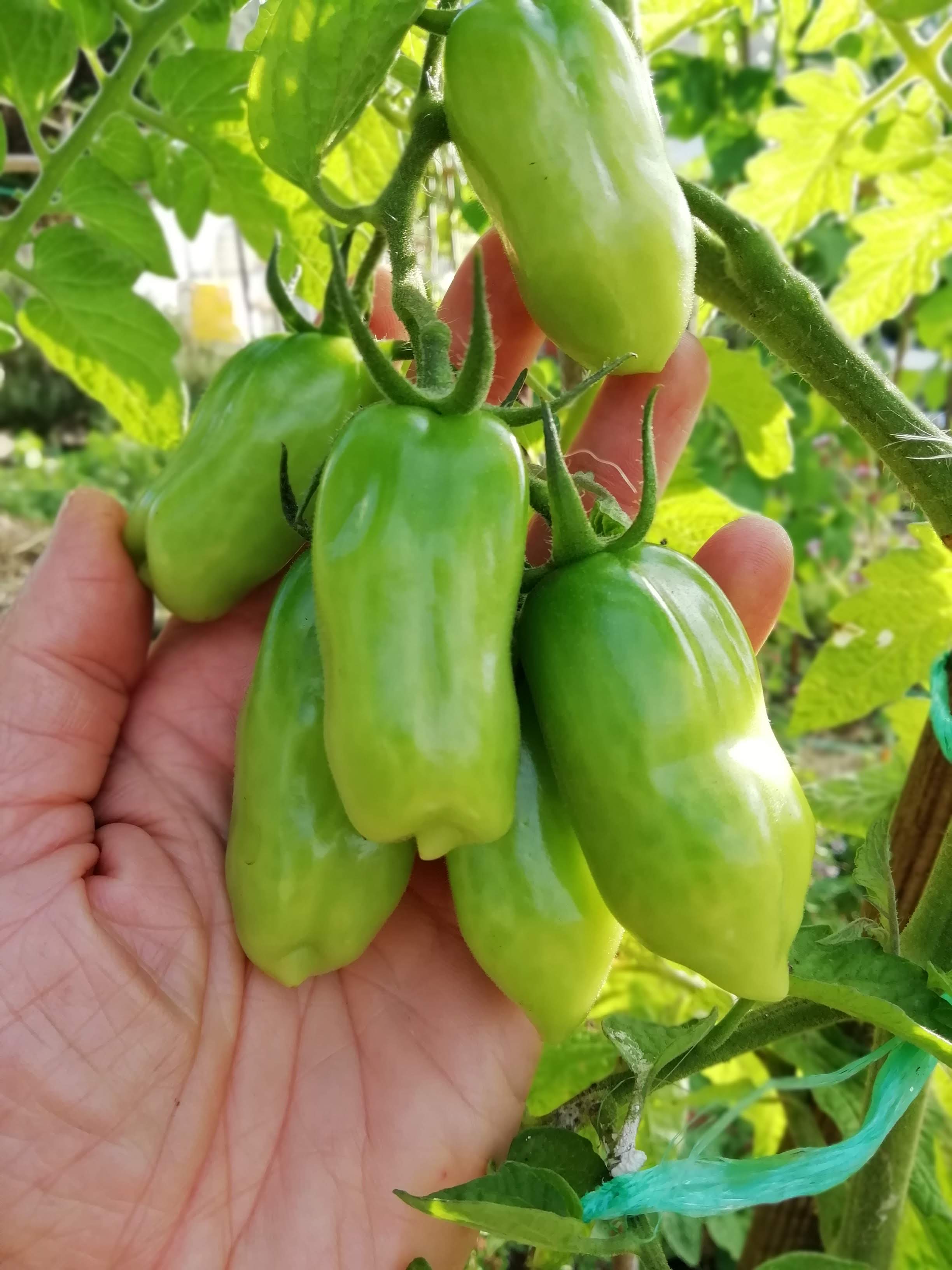 Tomates_San_Marzano (4)