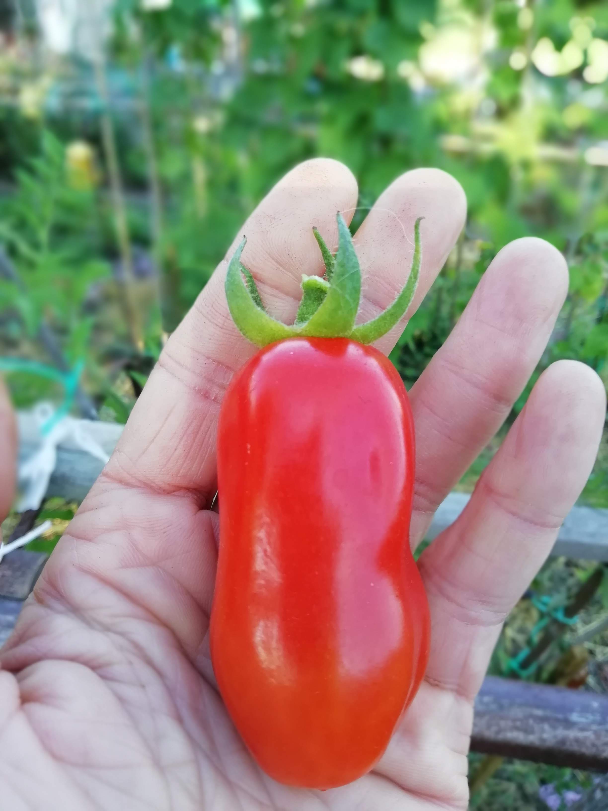 Tomates_San_Marzano (5)