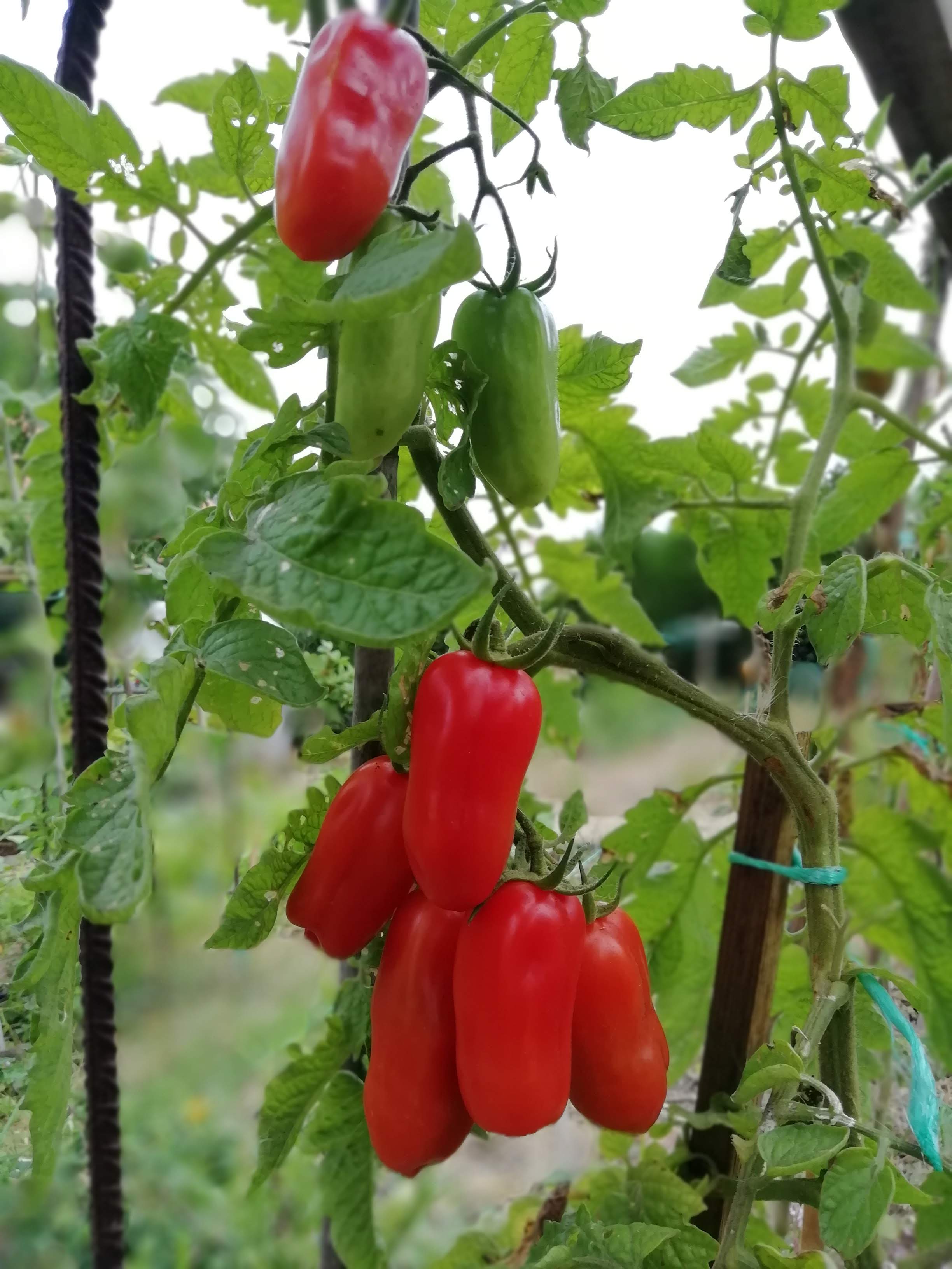 Tomates_San_Marzano (6)