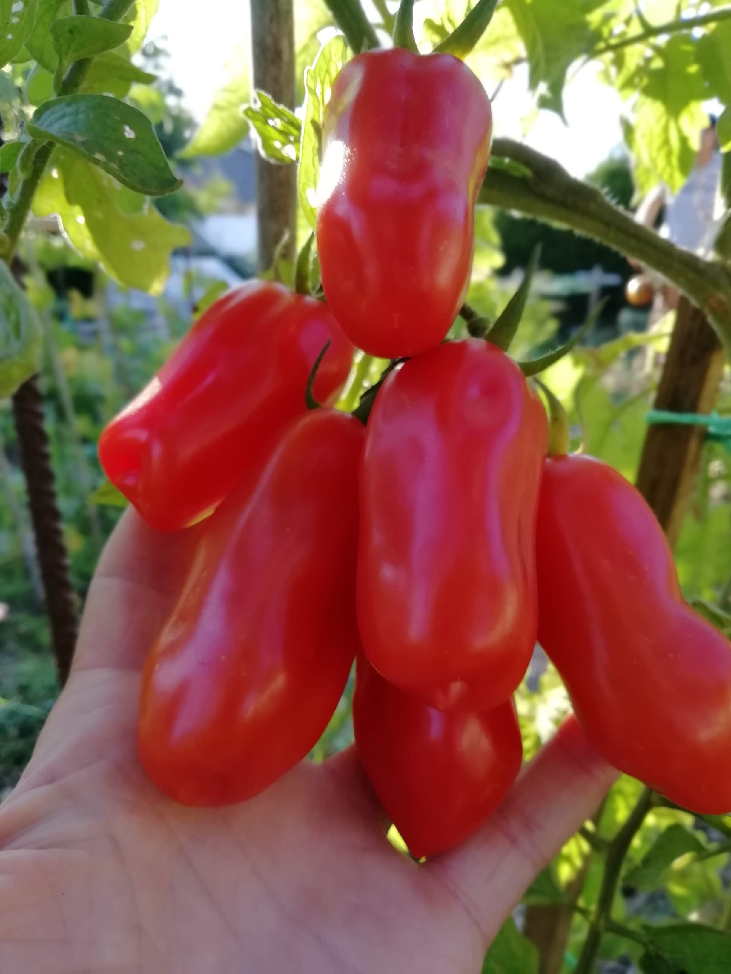 Tomates_San_Marzano (7)