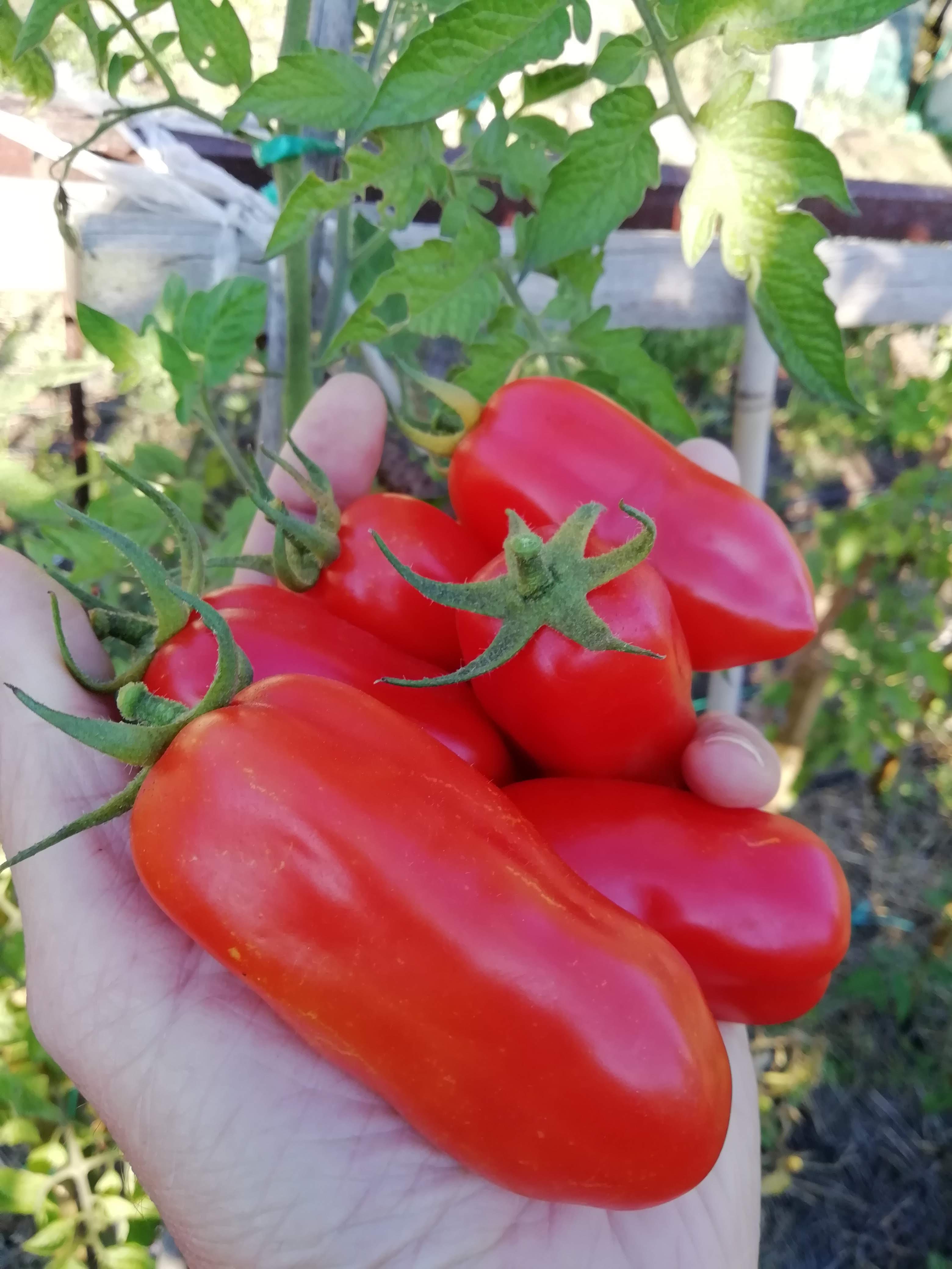Tomates_San_Marzano (8)