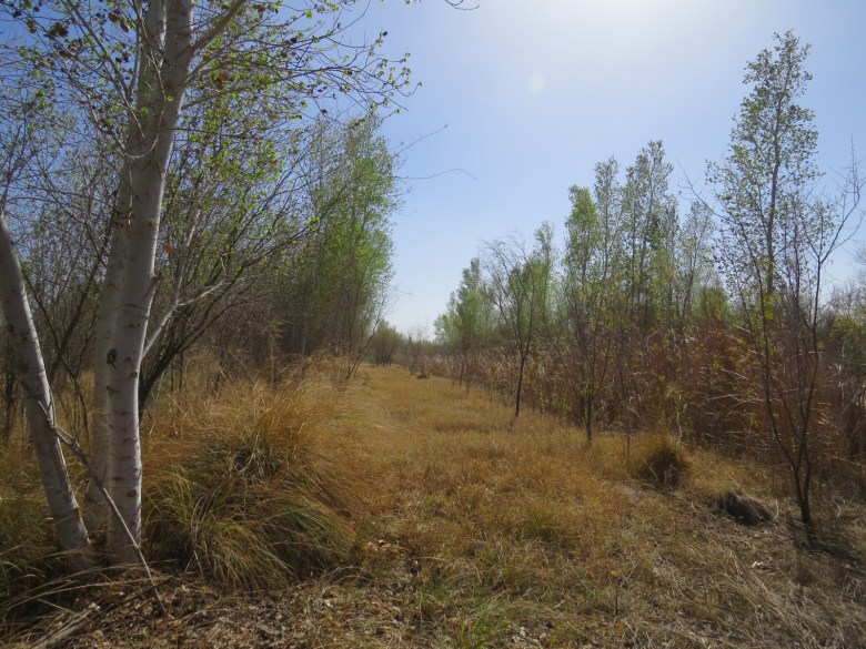 Una parcela de tierra restaurada con arboles de mezquite.