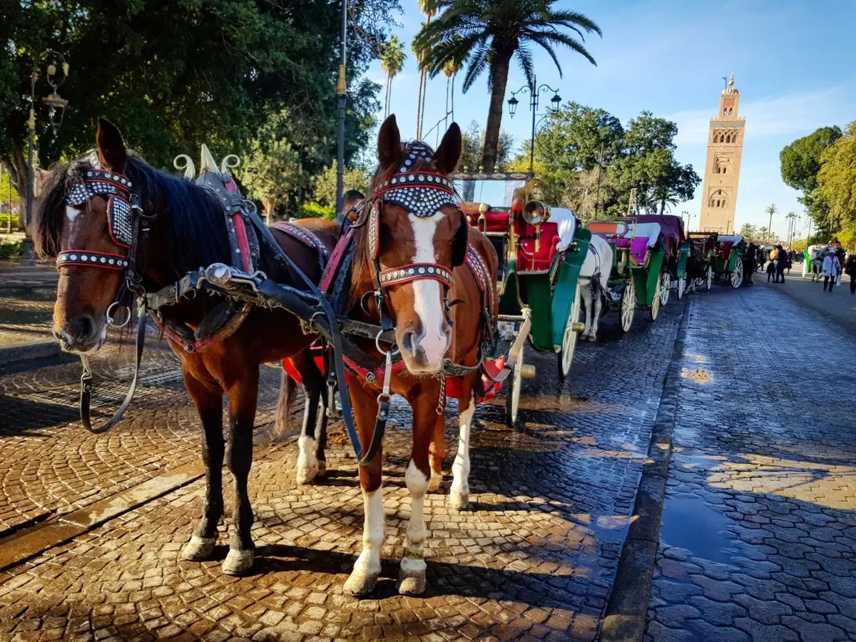 Marrakesh Medina: Top 2025 Adventures Await!