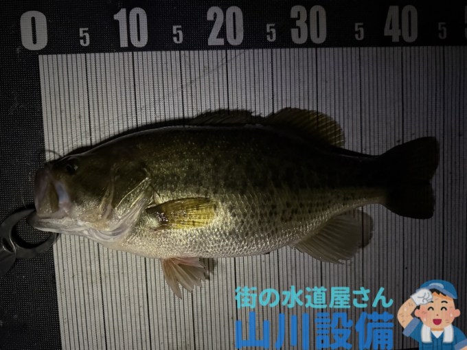 バス釣りはナイトガイドにお任せ