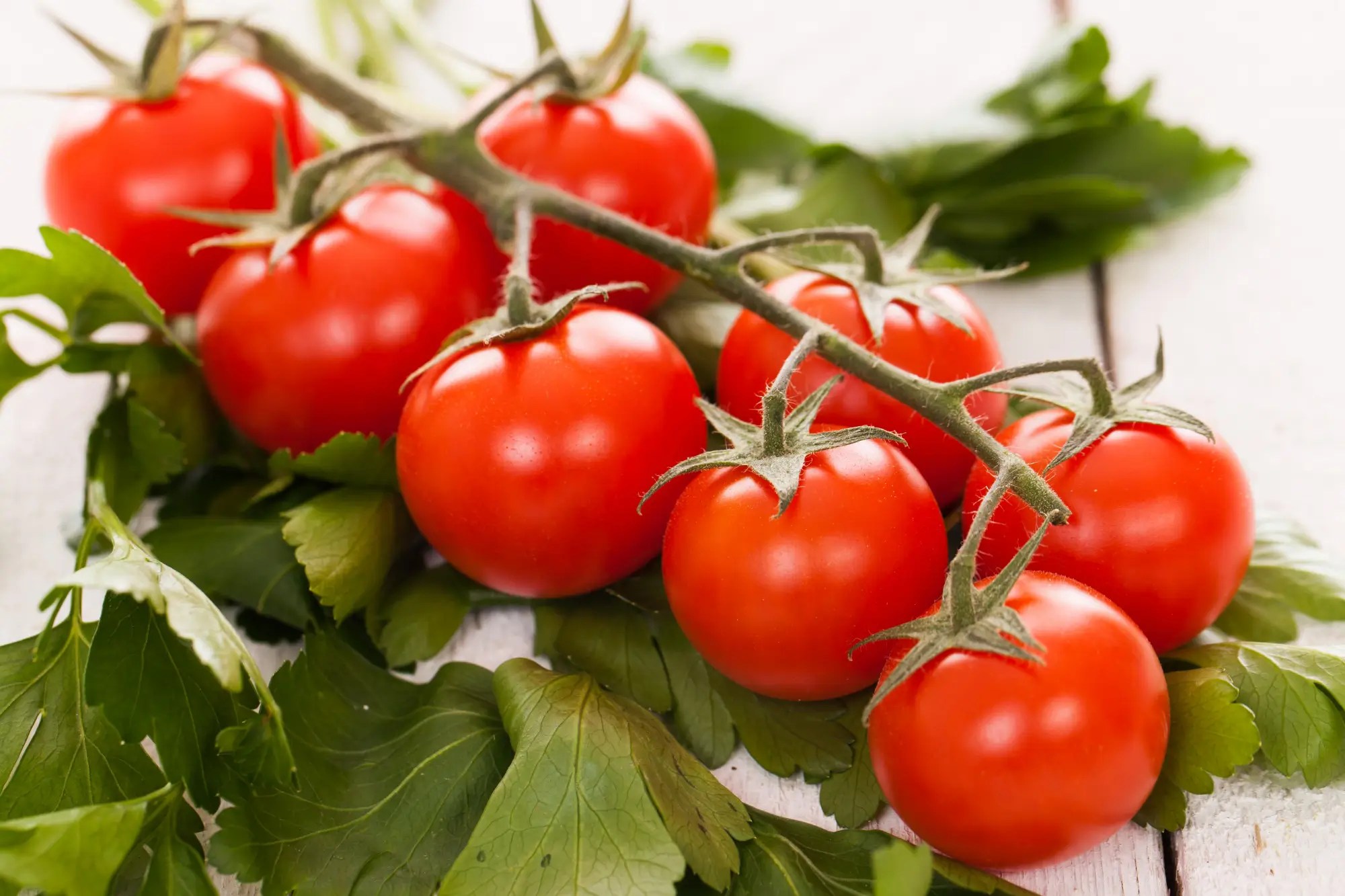 Best Soil for Tomatoes: A Comprehensive Guide to Optimal Growth - YARAFERT
