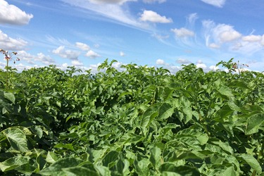 Potato Crop Nutrition Yara India - Colorful Illustrations - Stunning Full HD Collection