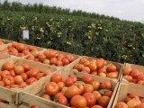 Producción Mundial De Tomates Yara Chile