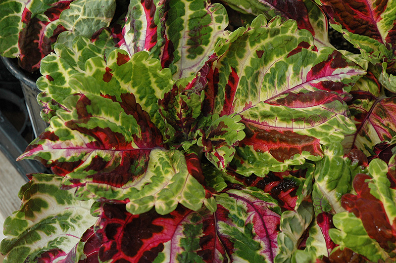 Kong Coleus Series Packs a Punch Everybody's Yard & Garden Guide