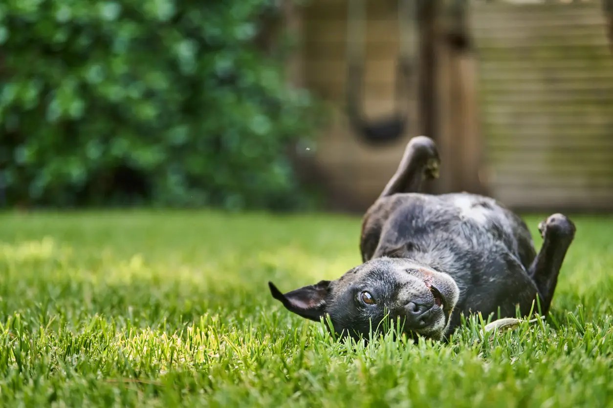 staffordshire bull terrier rolling around outside on a some grass
