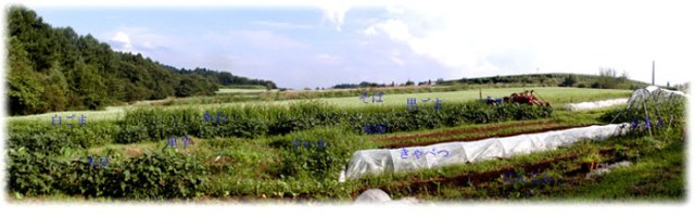 信濃町の畑は1haの広さがある。