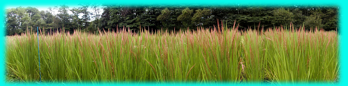 2001年9月15日 古代米（赤米）実る
