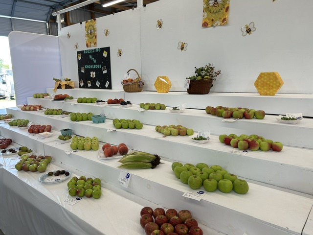 Apples