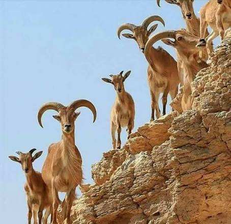 منع صيد الوعول مؤقتاً في حضرموت