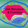 Biology Cell Structure Function - Ygraph