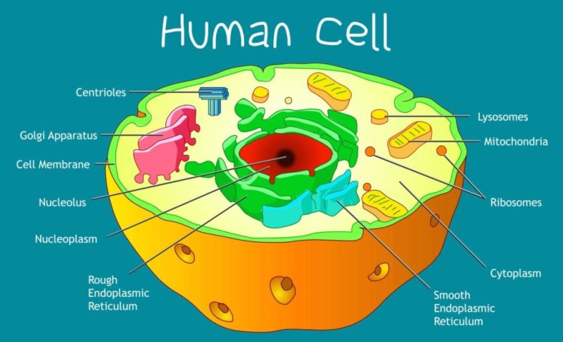 Human Cell Structure Ygraph - Full HD Minimal Pictures for Desktop