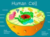 Human Cell Structure Ygraph