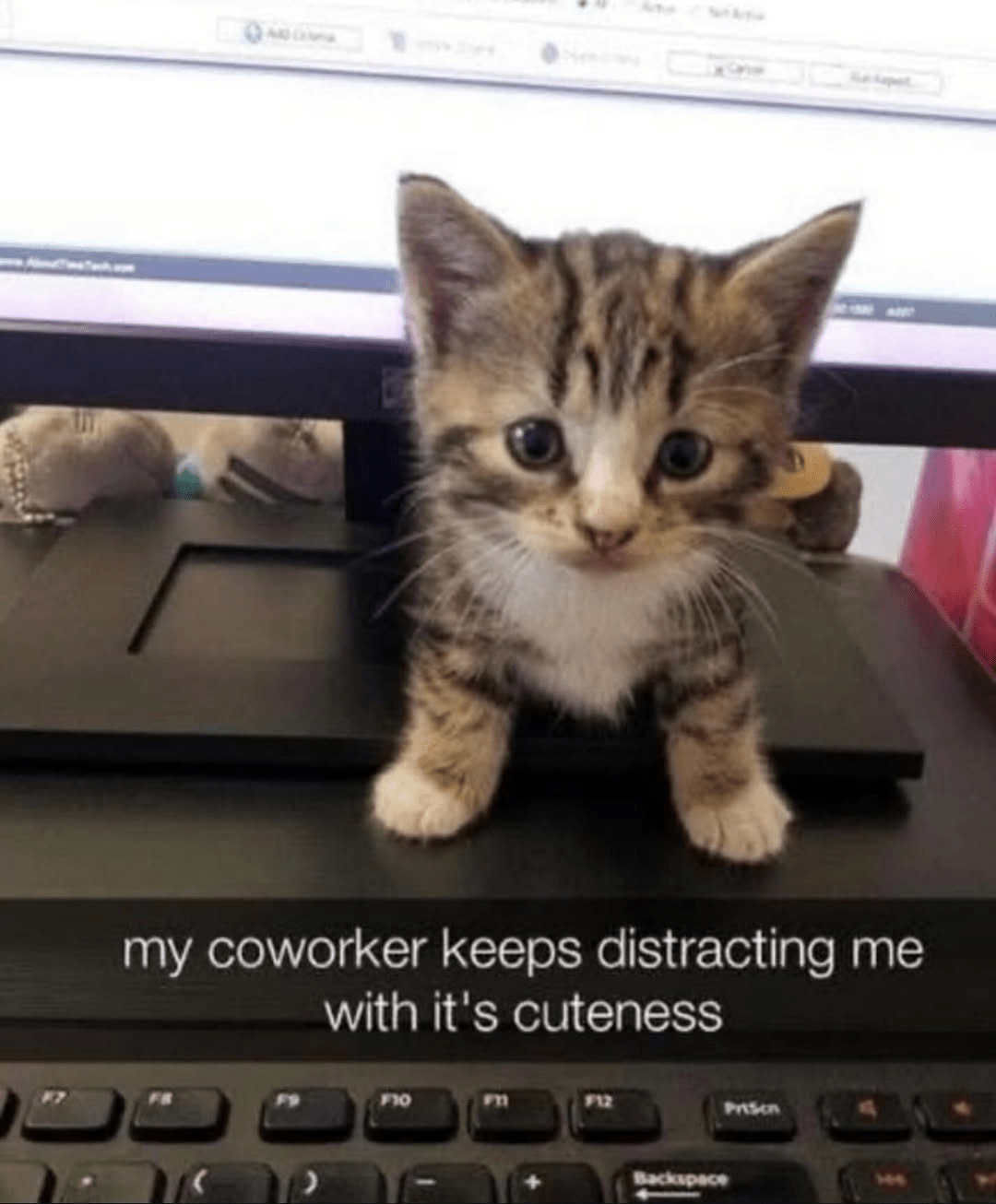 Striped kitten standing on a laptop keyboard in front of a monitor, with caption “my coworker keeps distracting me with its cuteness.
