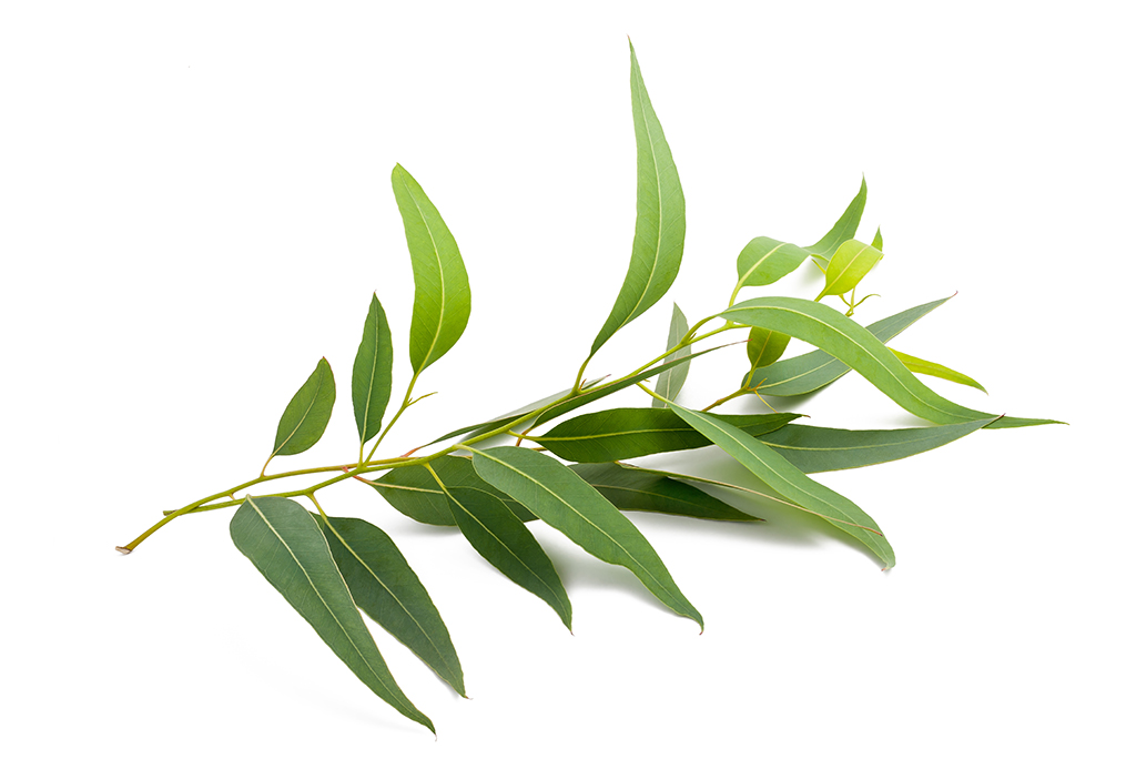 Lemon Scented Tea Tree Essential Oil Heritage Oils