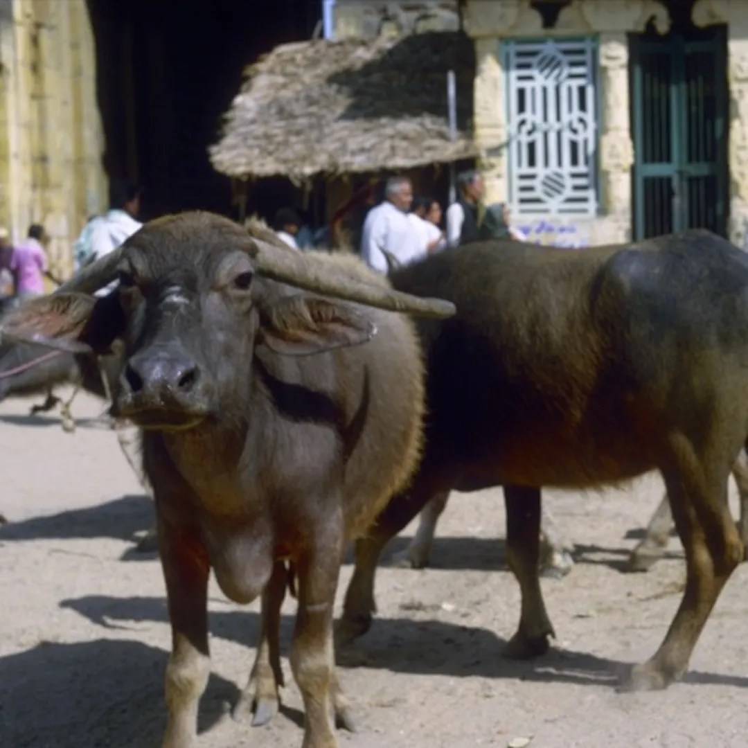 Buffalo 2