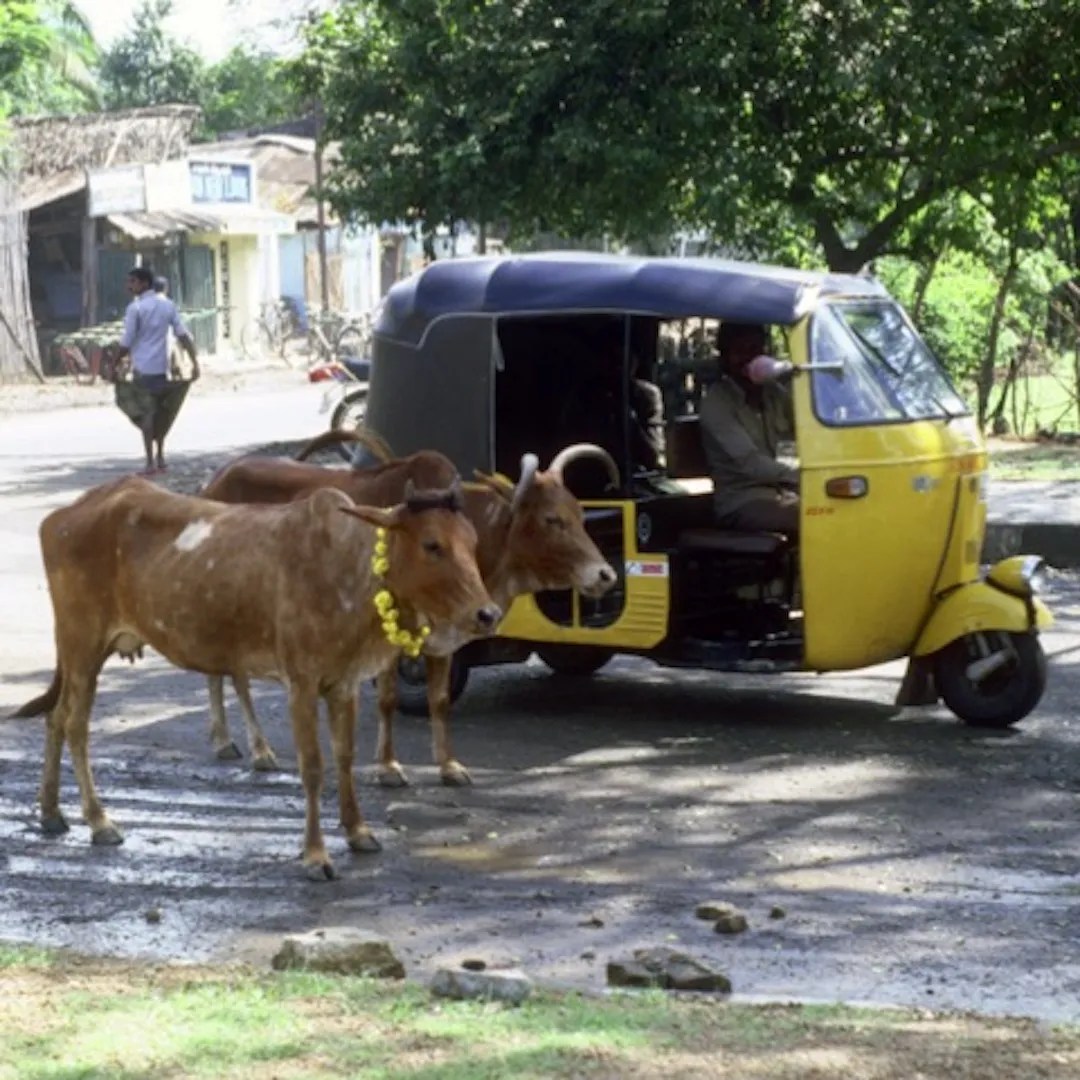 Cows-Rickshaw
