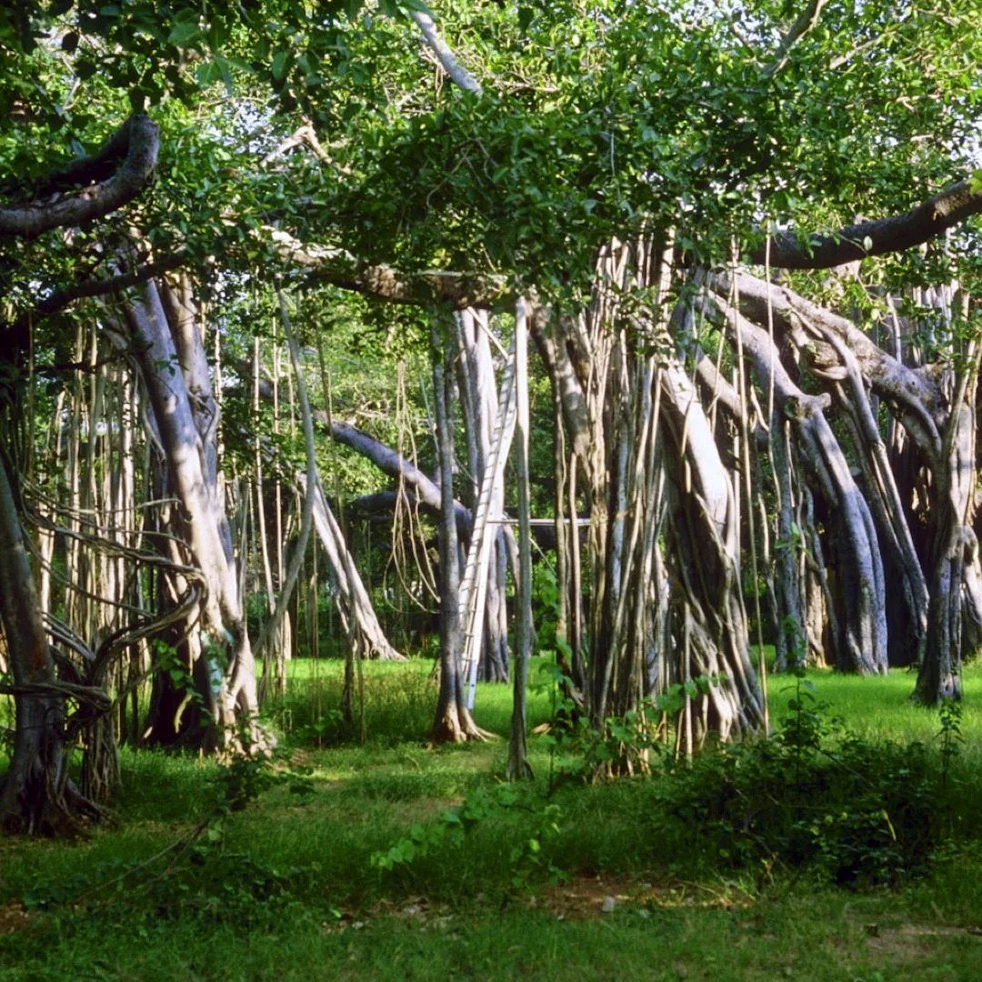 TS banyan tree