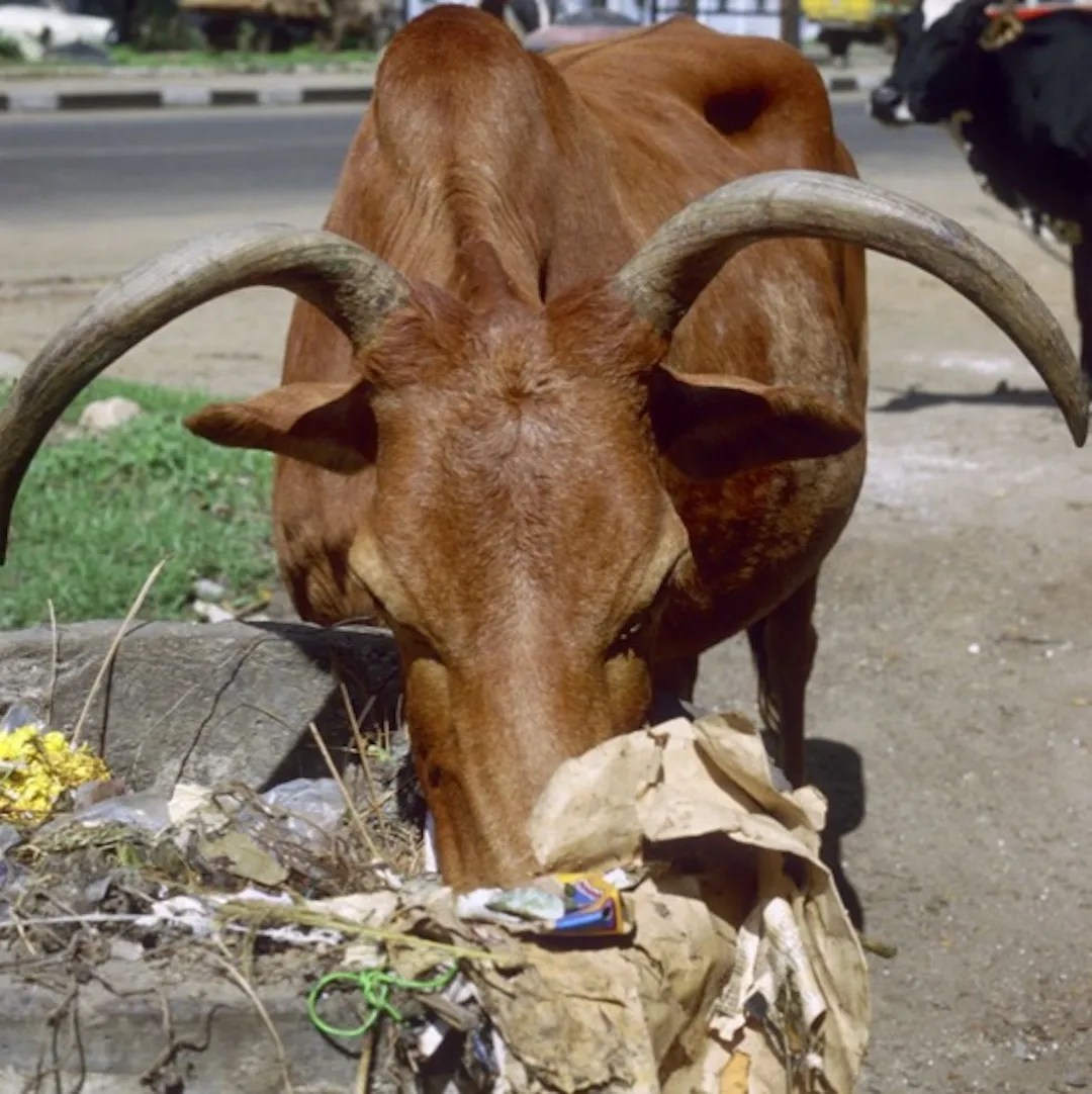 cow 2
