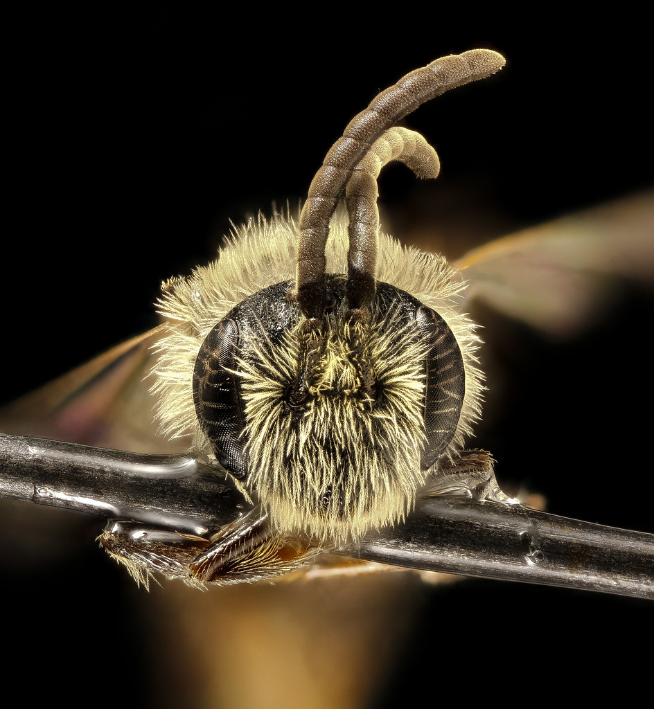 Andrena illicis m face Prince Georges Co MD_2016-04-15-1841