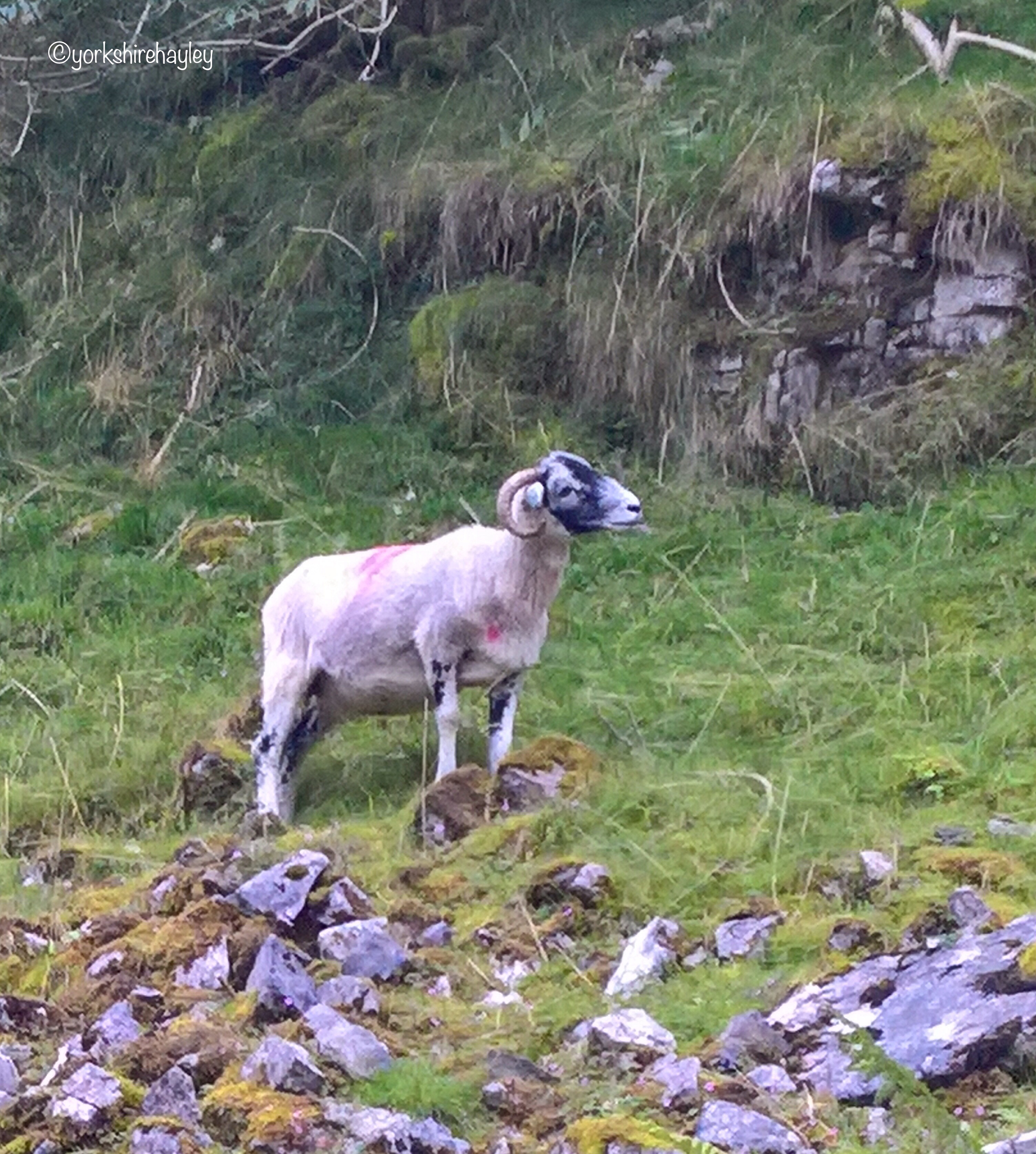 Swaledale sheep - emblem of the Yorkshire Dales National Park