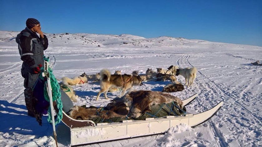 My musher and his 16 strong and fast dogs and our racing sleigh