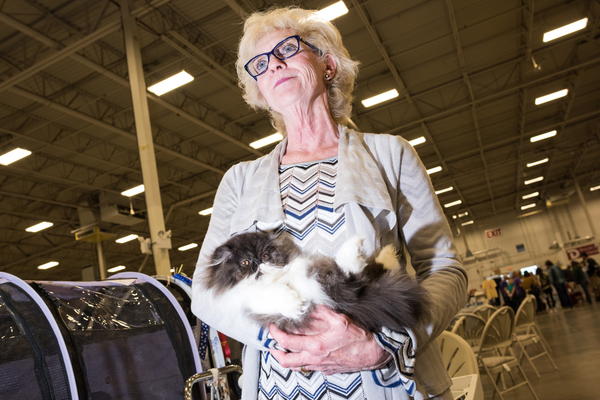 National capital cat show