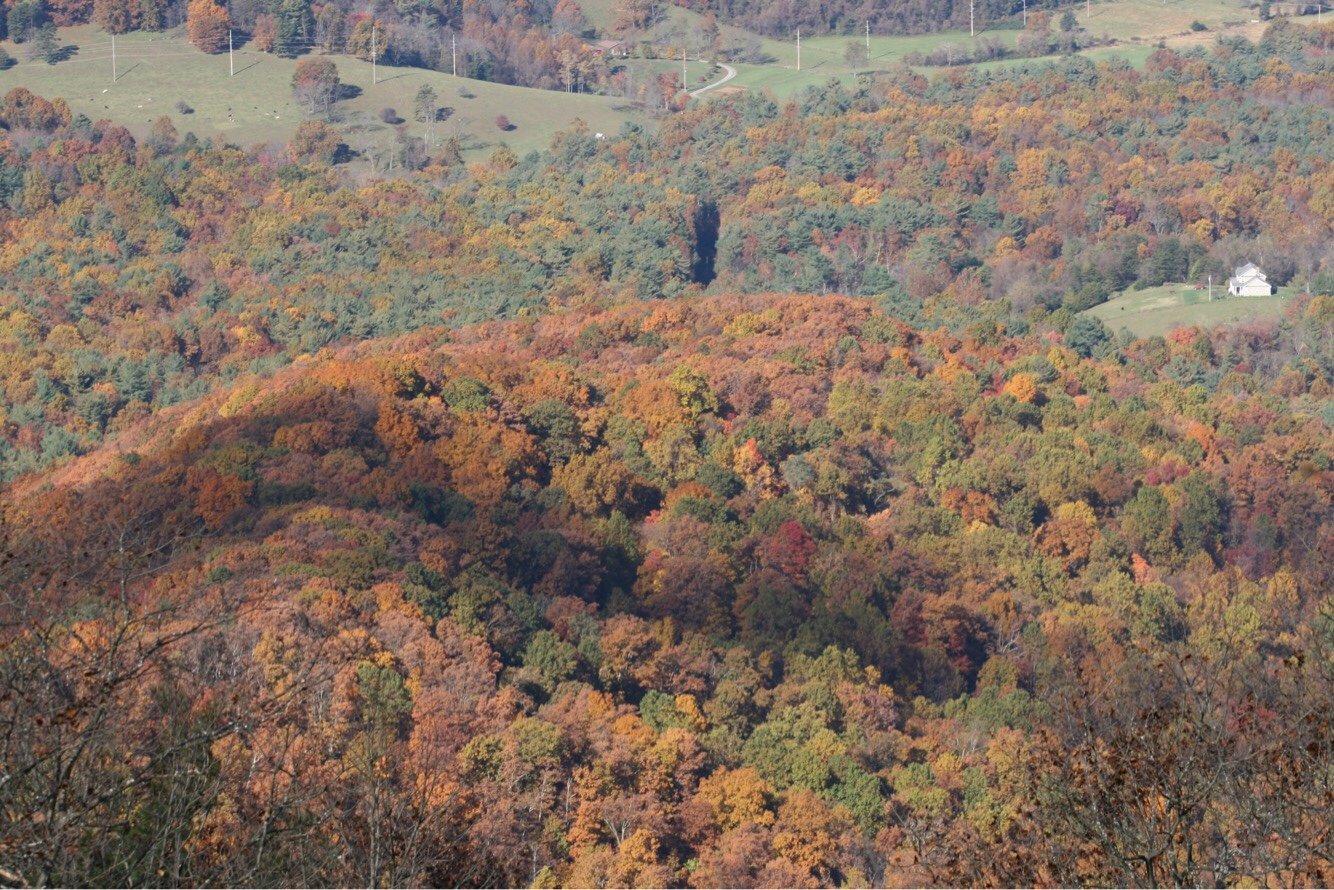 shenandoah national park fall colors leaves