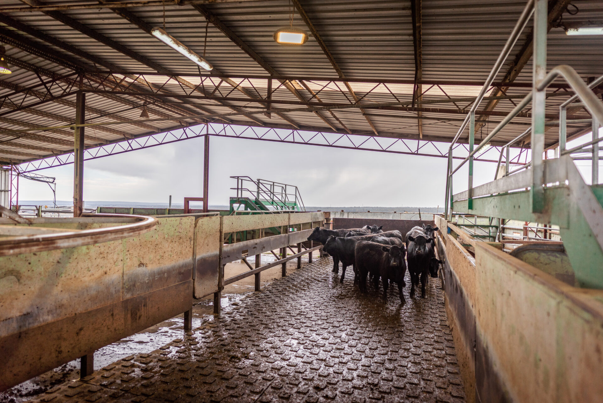 whyalla beef