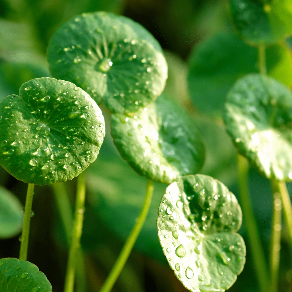 Centella