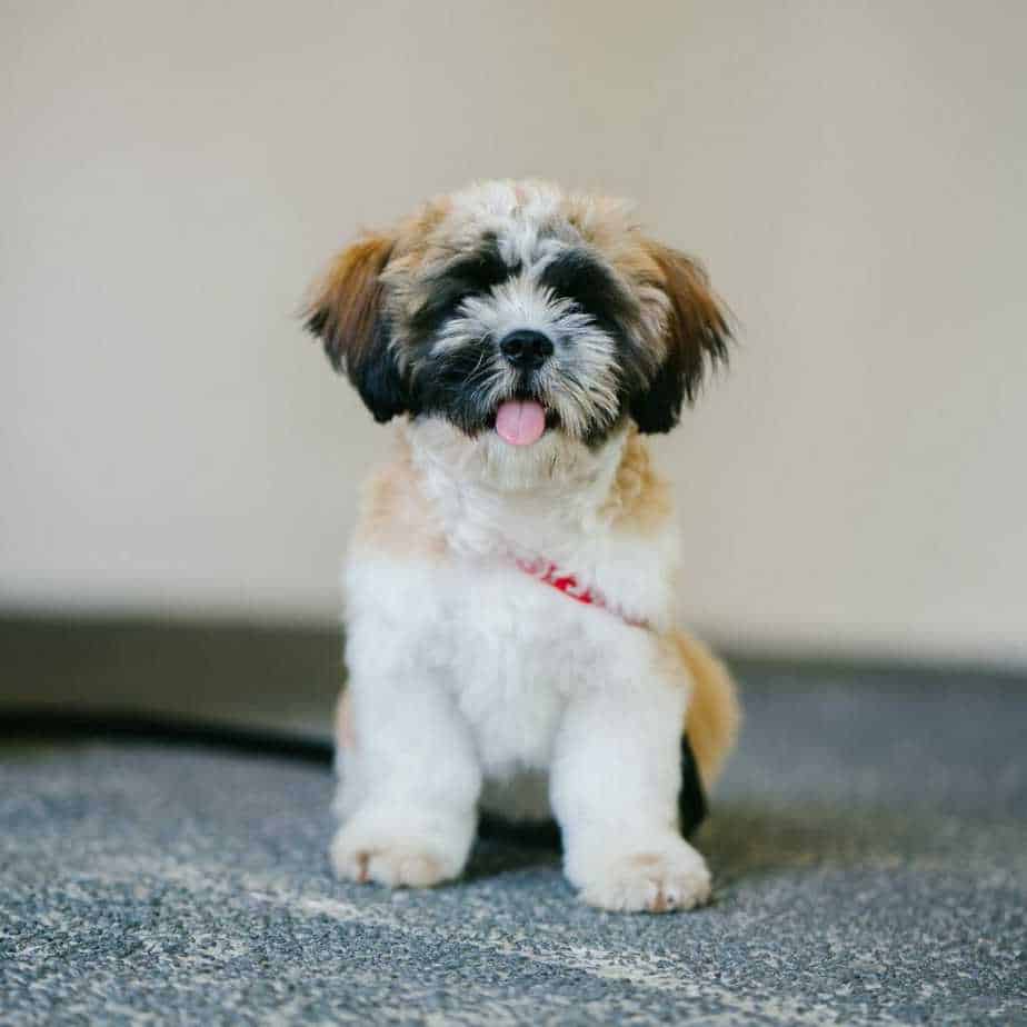 picture Maltese Poodle Shih Tzu Mix Puppies maltese shih tzu mix breed information