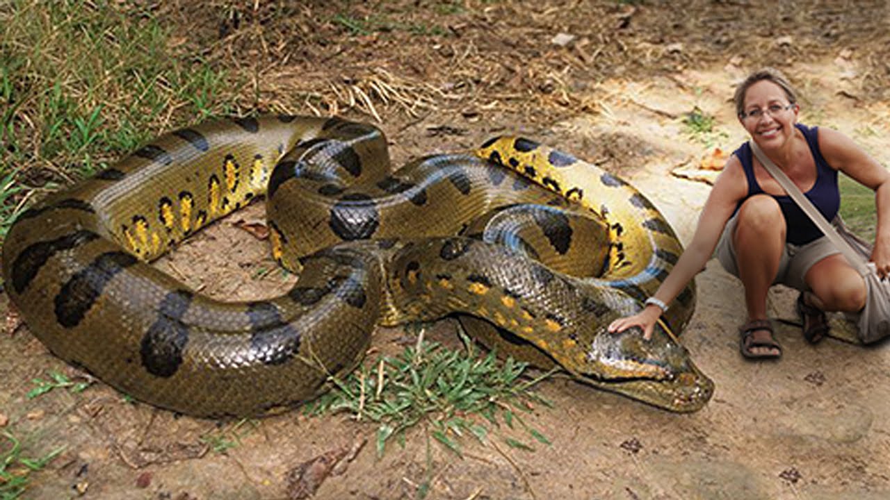 11 fun facts about anacondas anaconda attack giant an