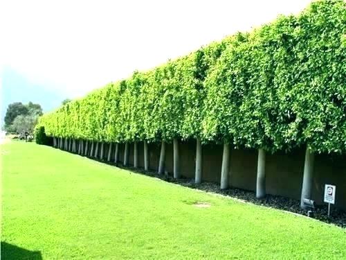 7 Fast Growing Evergreen Trees And Shrubs