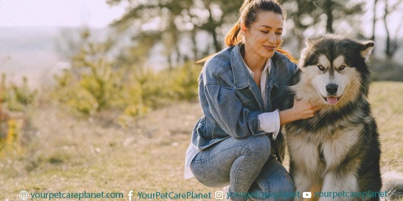 Dog Training Tricks