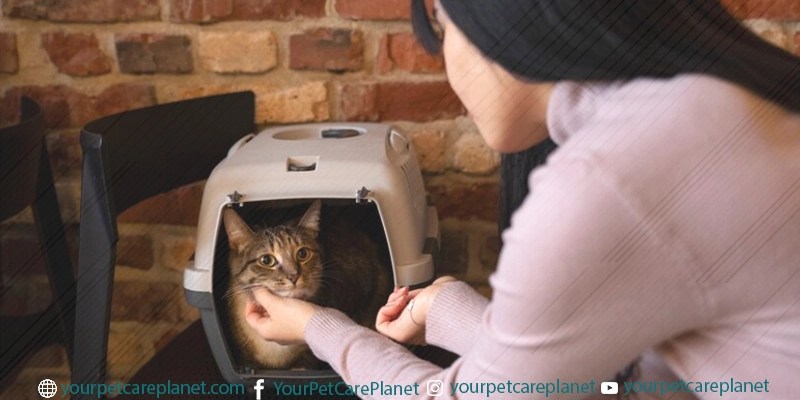 Cats Love