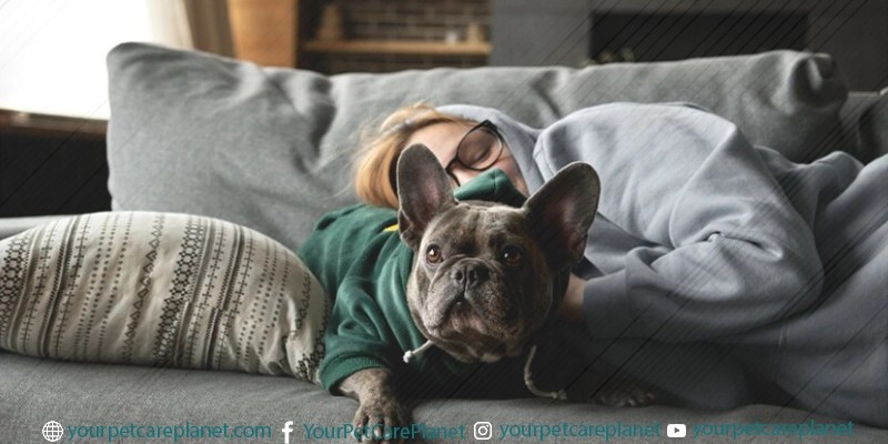 Dog Phobias