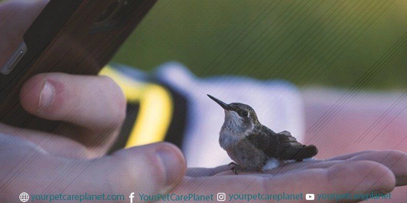 How To Safely Handling Birds